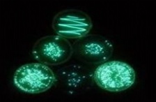  水質(zhì)生物毒性如何檢測